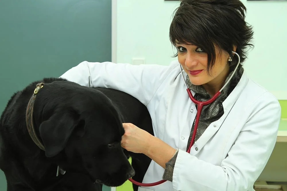 Tierarztpraxis Maja Firlé