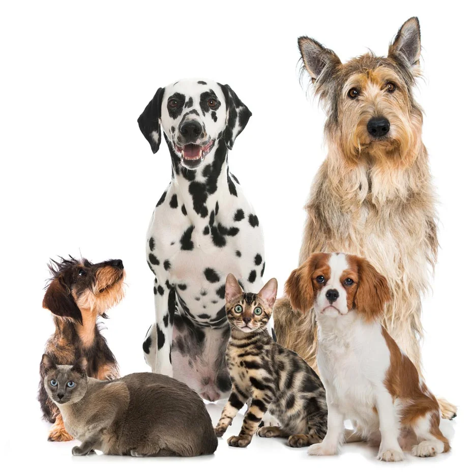 Tierärztliche Klinik M. Maurer