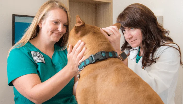 Oak Heart Veterinary Hospital