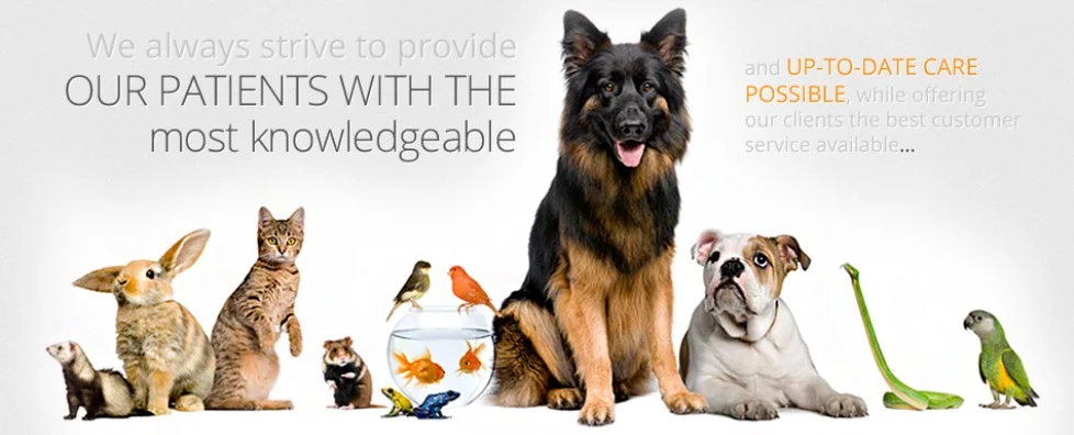 Glendale Veterinary Clinic