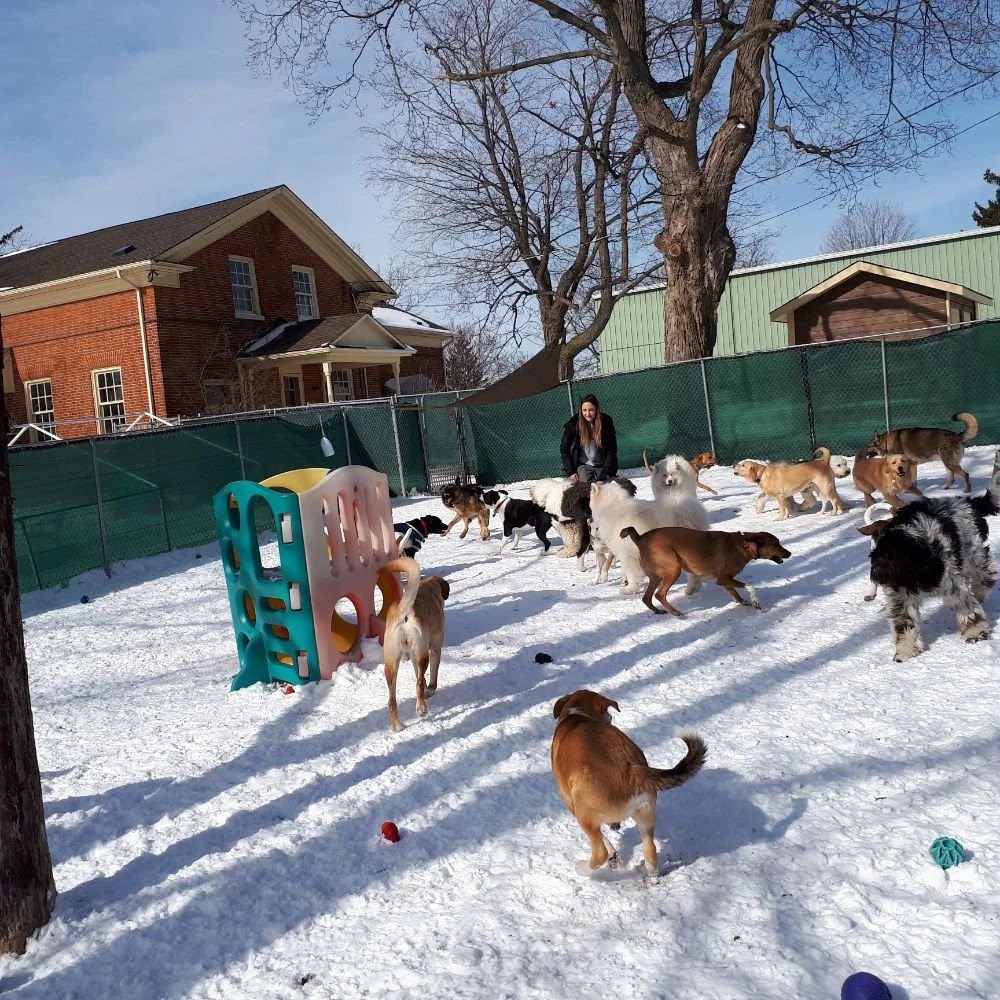 Furry Friends Doggie Daycare & Spaw