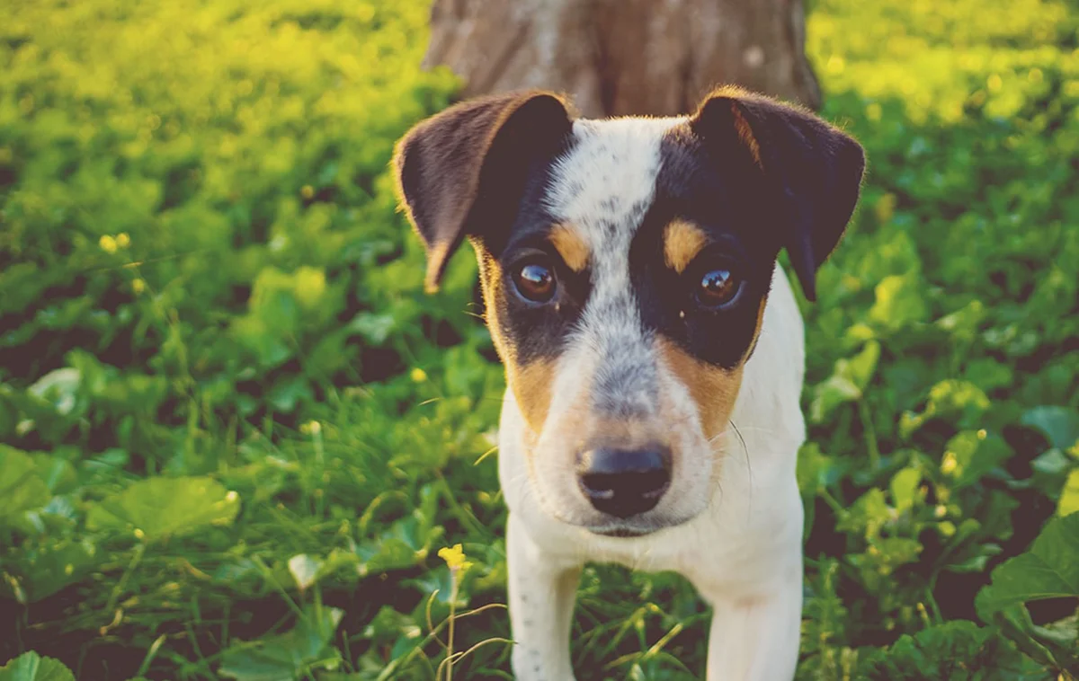 Fillmore Animal Hospital
