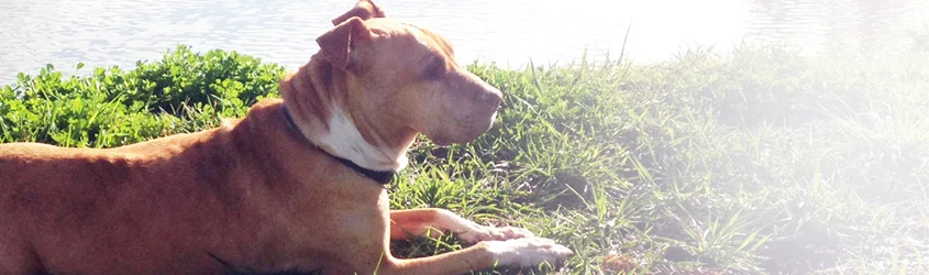 Dogfather K9 Connections