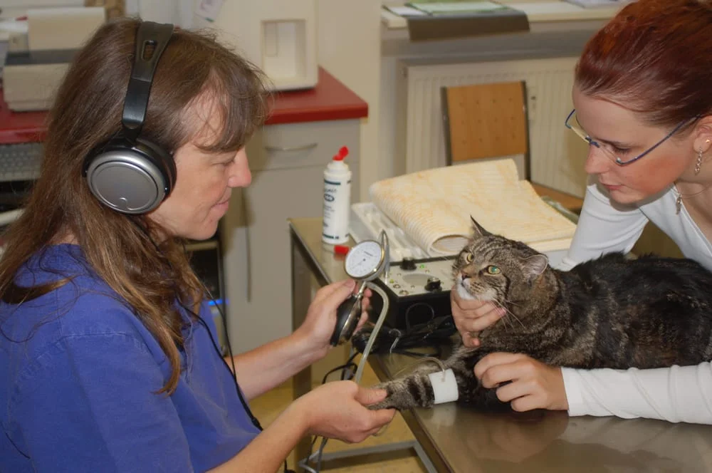 Tierarztpraxis Dr. Maike Höch