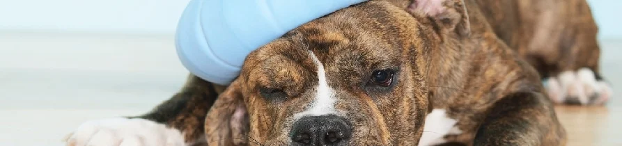 Tierarztpraxis Gesine Geiler