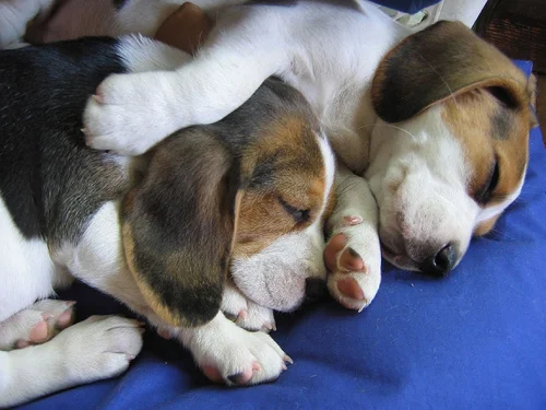 Elki's Mom Pet Sitting