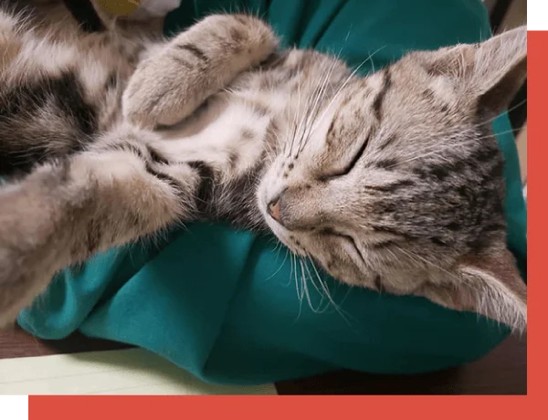 Central Texas Animal Hospital