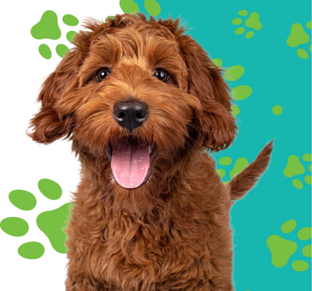 Dogtown Cincinnati - Downtown