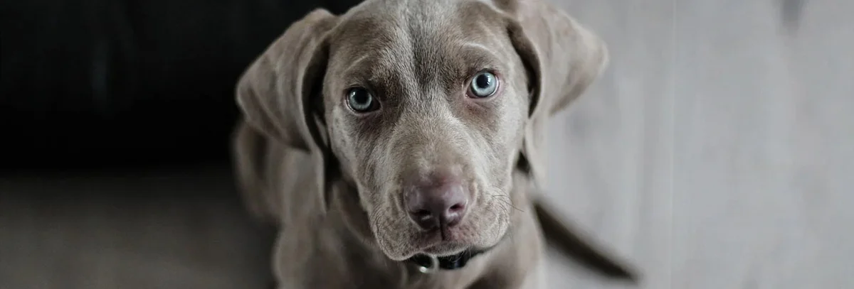 Golf-Mil Veterinary Hospital