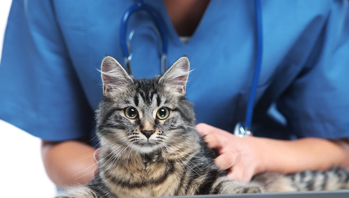 Tierarztpraxis Steinsdorf