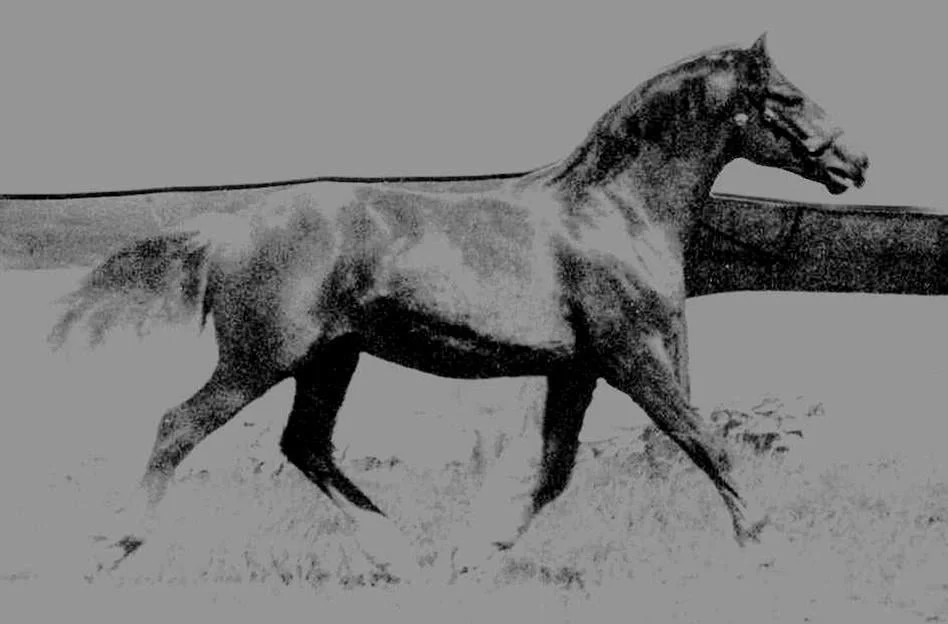 Tierarztpraxis Treidelhof