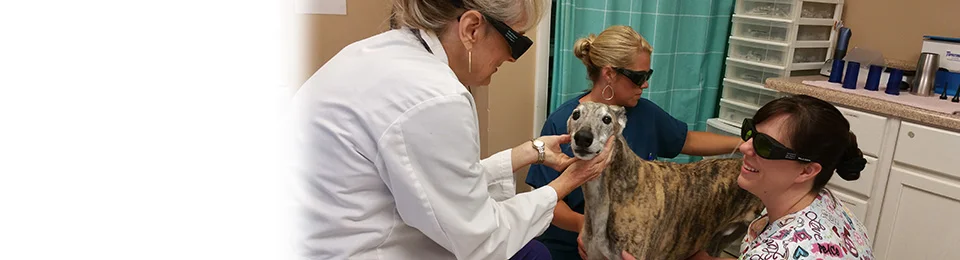 Little House Animal Hospital