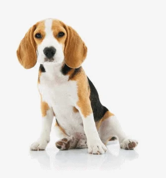 Palm Beach Animal Hospital