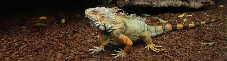 Companion Animal Care