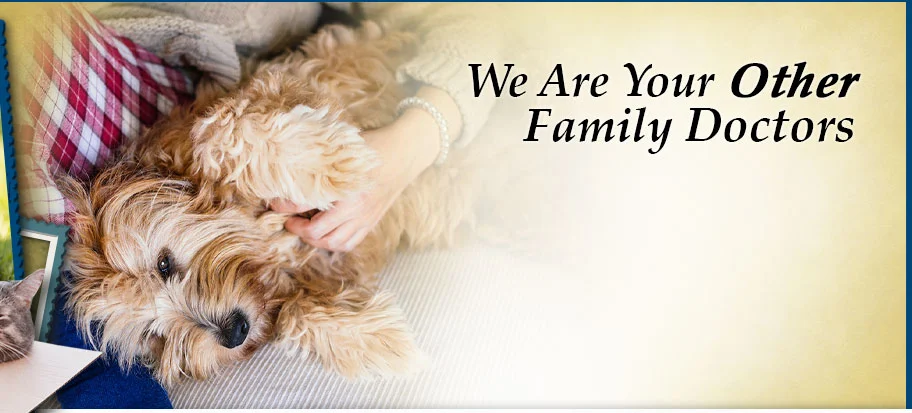 Animal Hospital Of Ivy Square