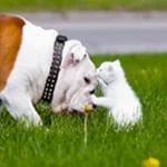 Angel Animal Hospital