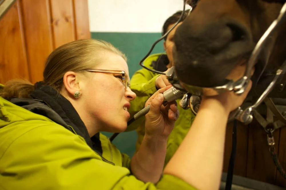 Tierarztpraxis Beelen