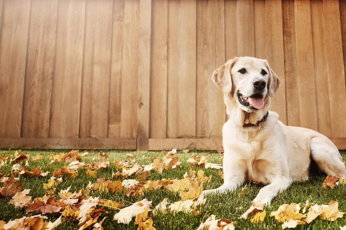 Bethany Pet Hospital