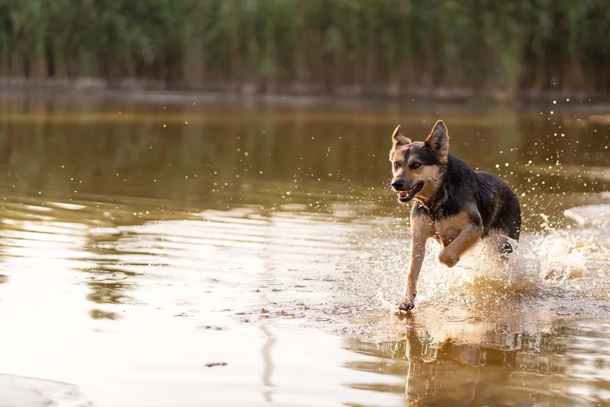 River City Veterinary Hospital