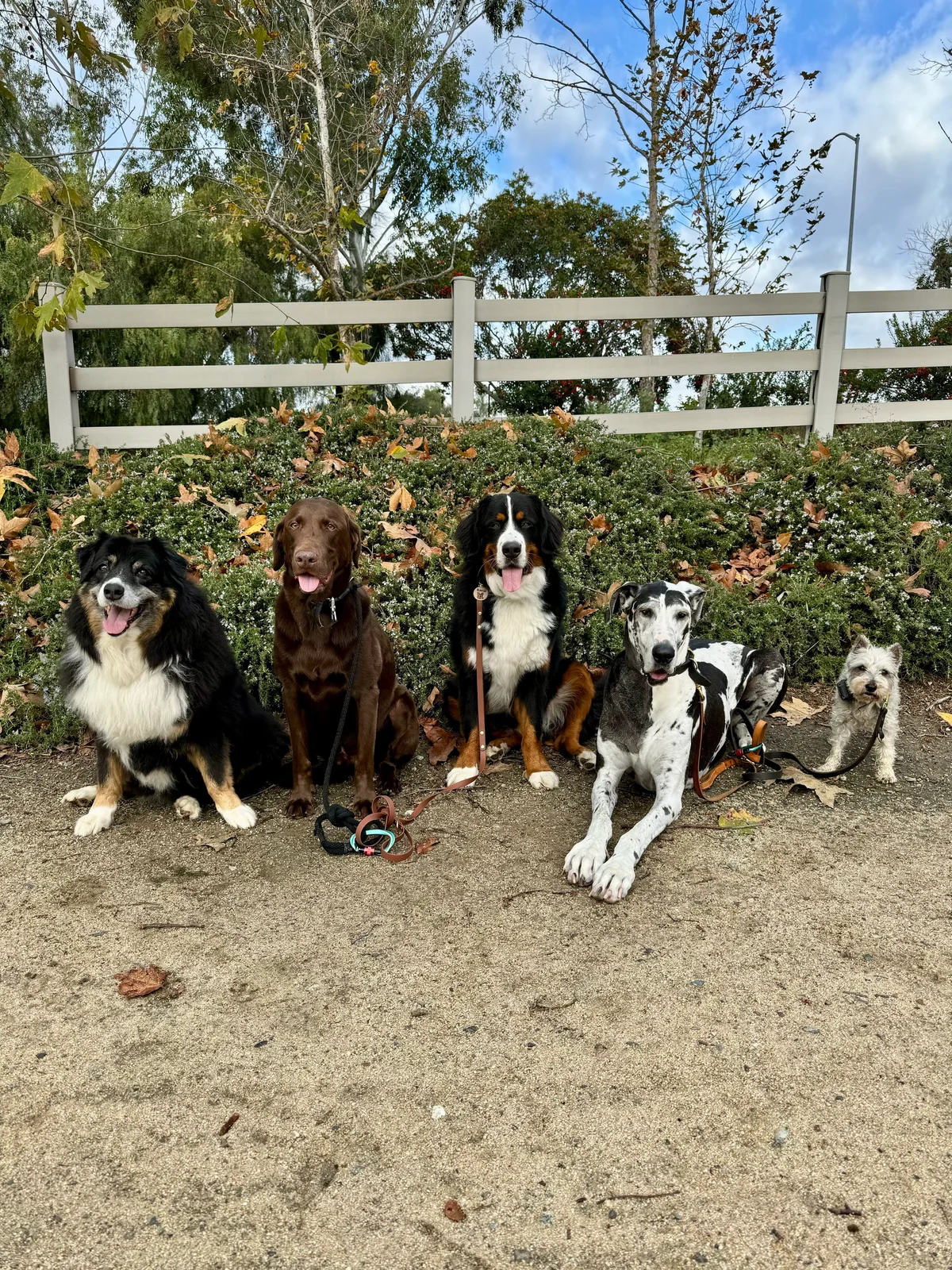 Als Pals Dog Walking & Pet Sitting