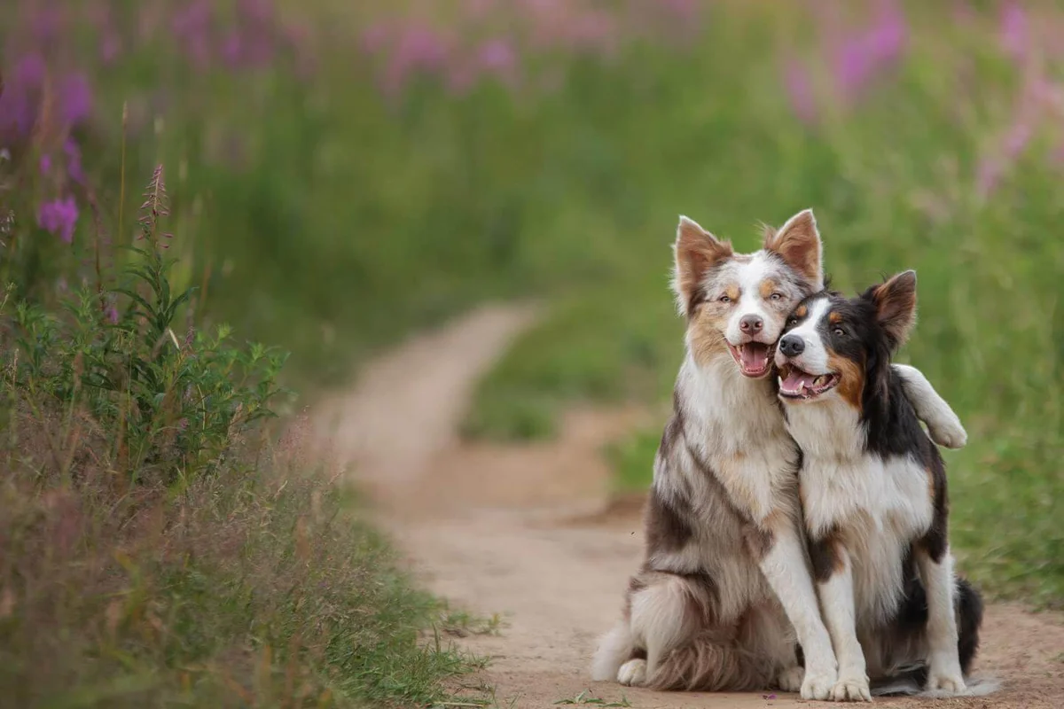 Moore Animal Hospital