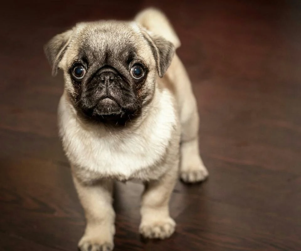 Tierarztpraxis Fr. Dr. Berger