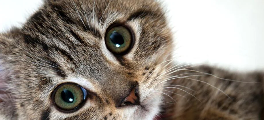 CarePlus Veterinary Clinic