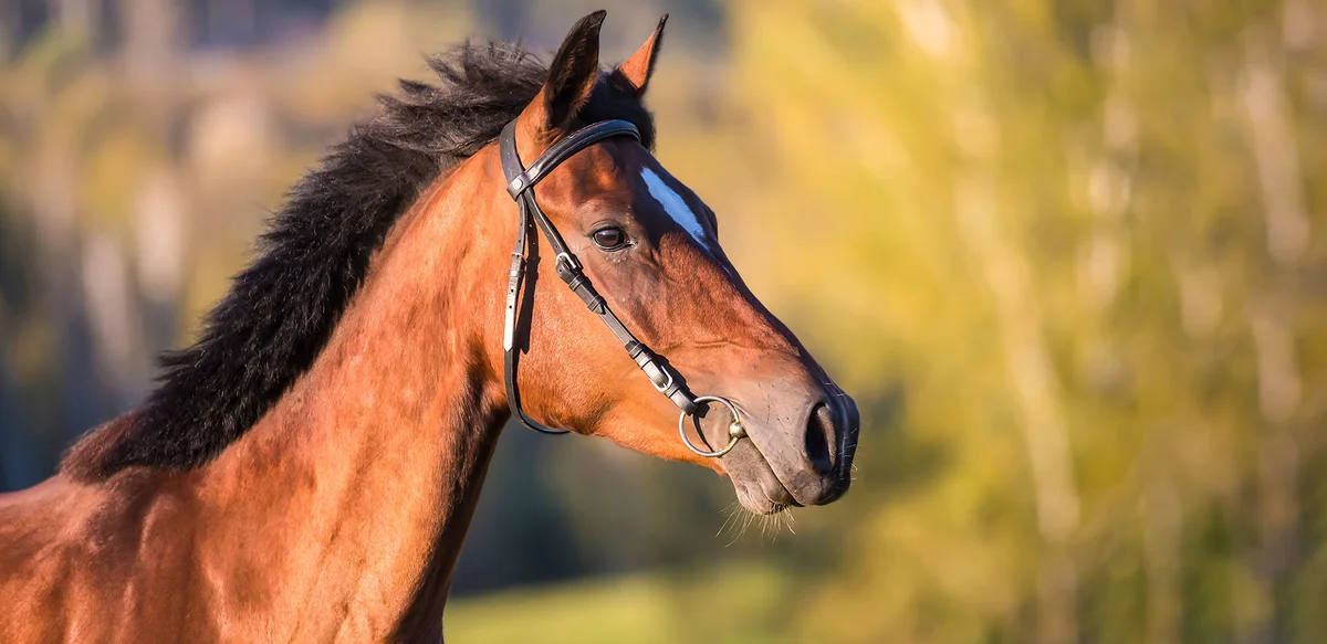 Upstate Animal Clinic