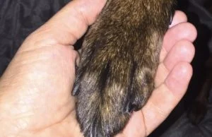 Tierärztin Bachem-Drießen