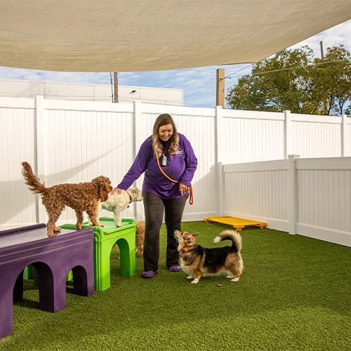 Central Bark Doggy Day Care
