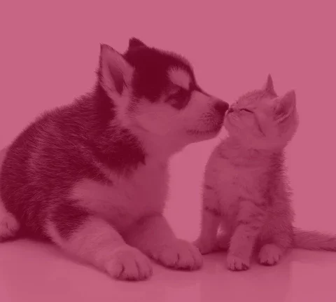 Woodlawn Veterinary Hospital