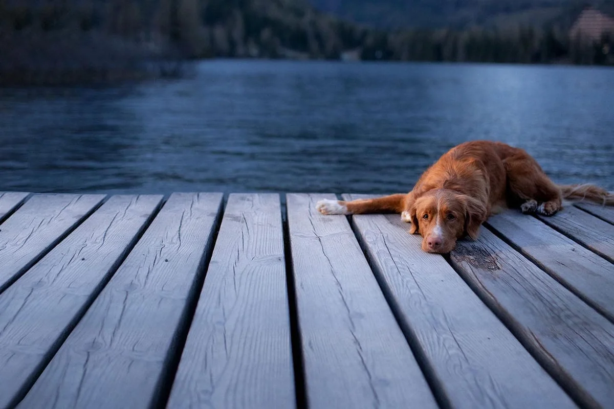 Safe Harbor Animal Hospital