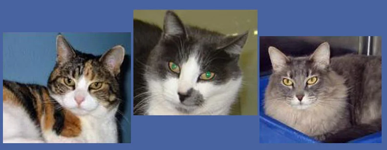 The Kitty Sitter & Kitty Counselor