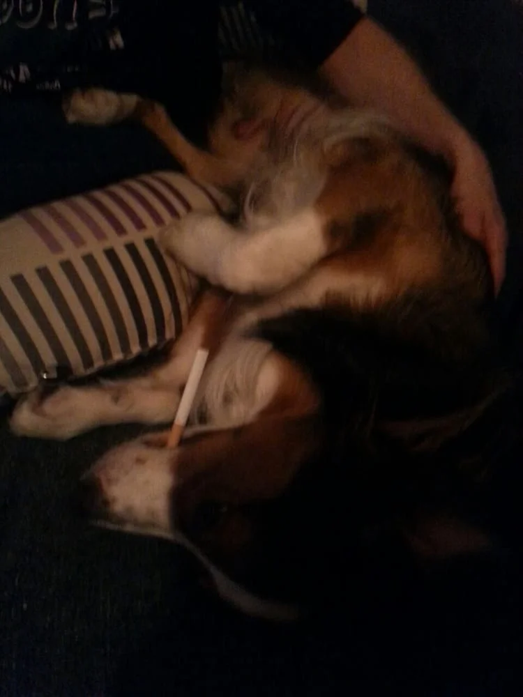 Tierarzt Rainer Ehrlich