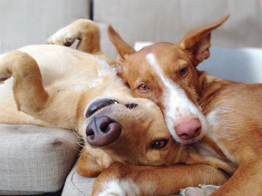 Anne Arundel Veterinary Emergency Clinic