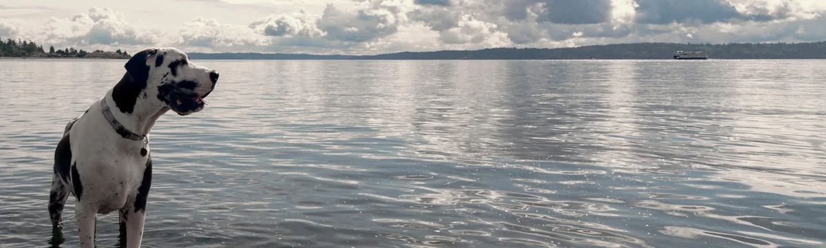 Powers Ferry Animal Hospital