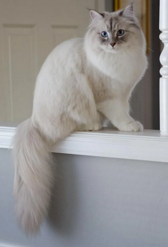 Sineglazka Siberian Cats