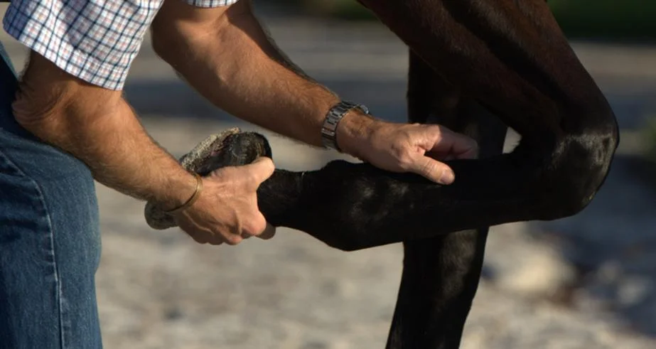 Robert P. Boswell, DVM, P.A.