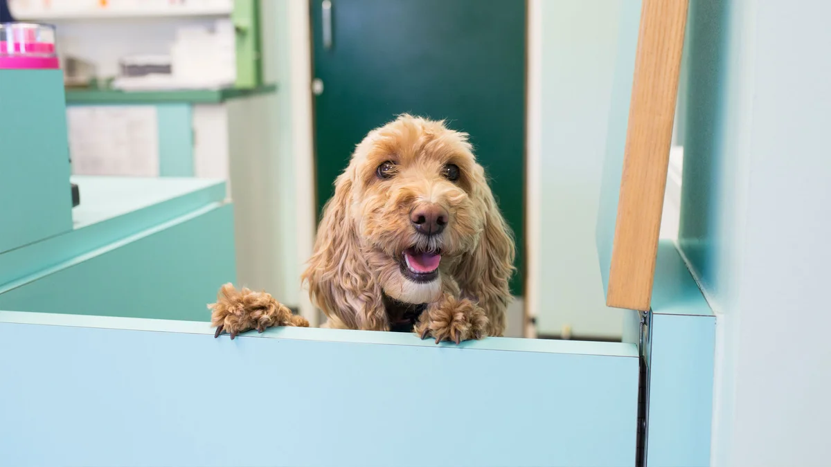 Clinique Vétérinaire de Brest St Pierre