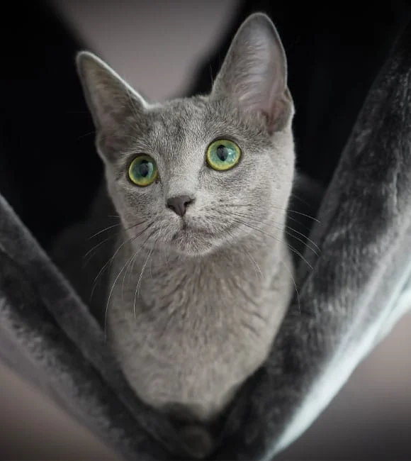 Advanced Veterinary Medical Center