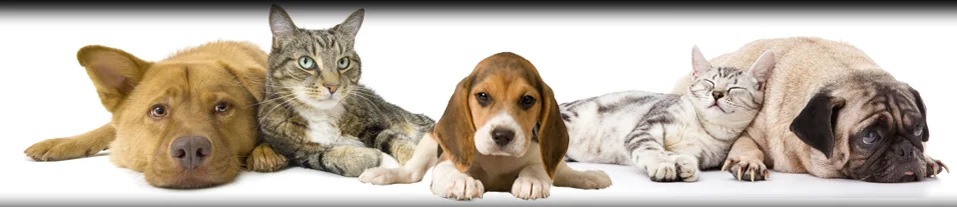 Bridge Street Animal Clinic