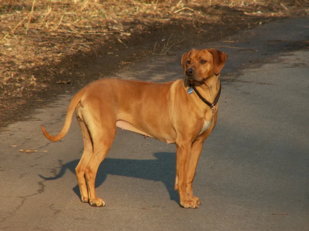 Tierklinik Norderstedt