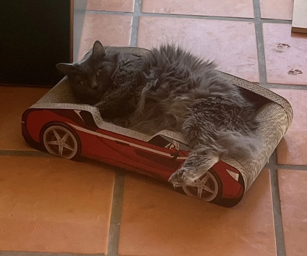 All About Town Pet House Calls