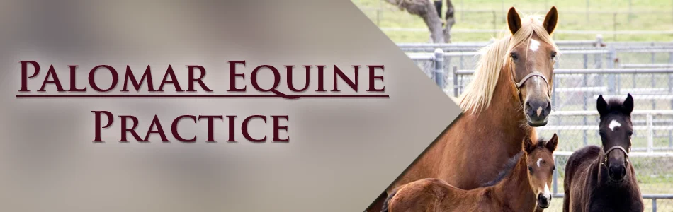 Palomar Equine Practice