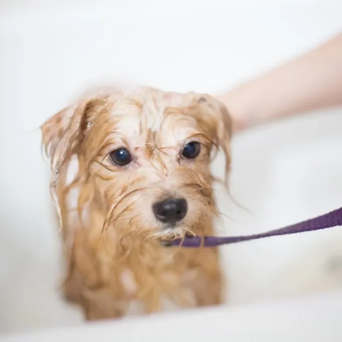 Luckydog Day & Night Care