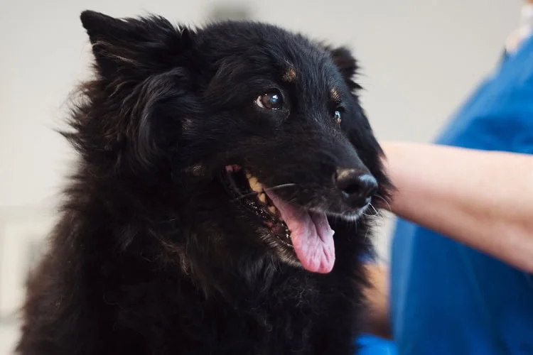 Tierarztpraxis Hermannsburg Heidjervets