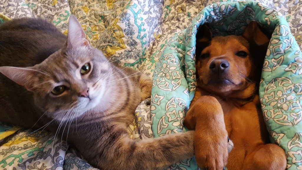 Peggy Moran's Dog Improvement Training