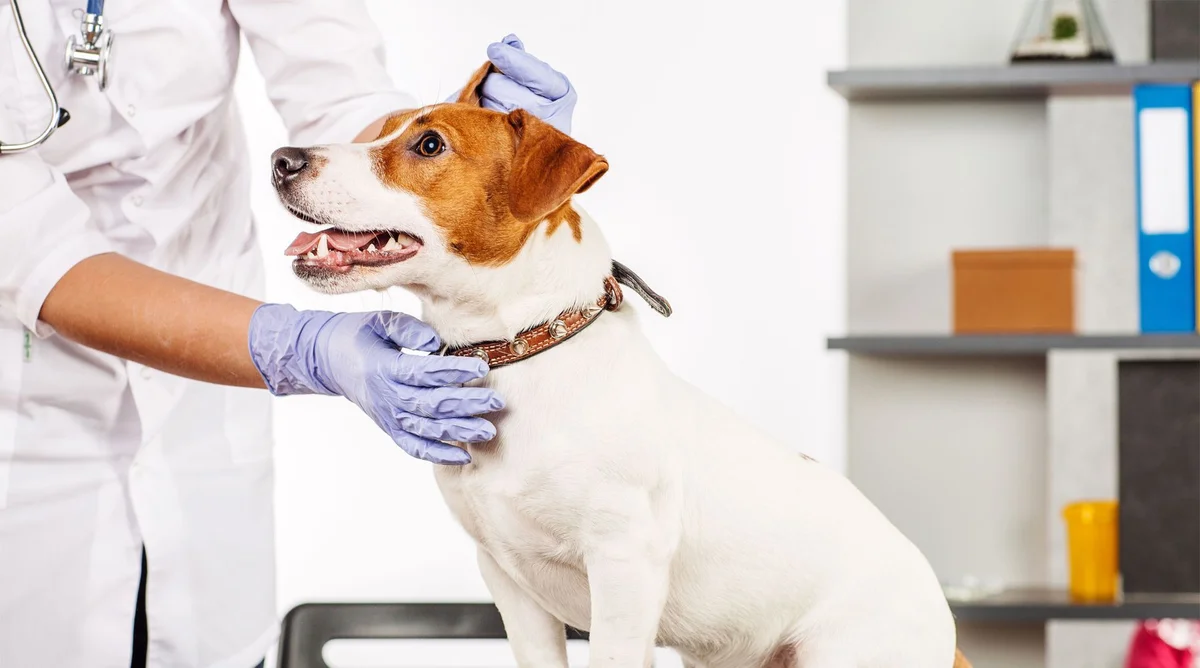 Animal Hospital of Nesbit Ferry Crossing