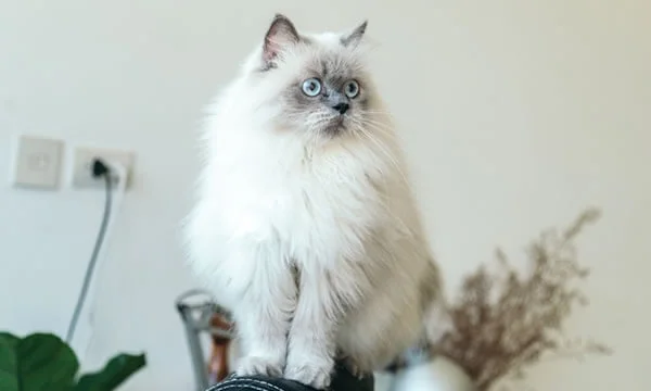 Animal Medical Center & Bird Clinic Of Hollywood