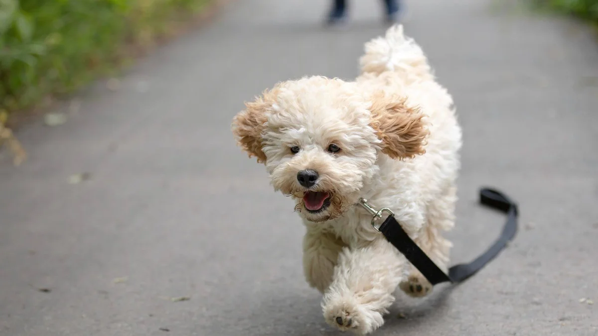Goodlettsville Animal Hospital
